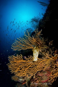 Seafan and egg by Marco Gargiulo 